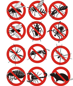 obtener un precio de una empresa de exterminio que puede retiro las abejas de su propiedad residente o comercial en Balch Springs Texas y ayudarle a prevenir futuras infestaciones